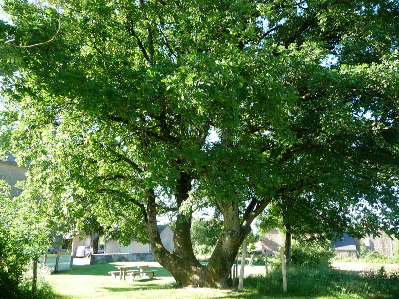 planter-un-arbre-tayrac
