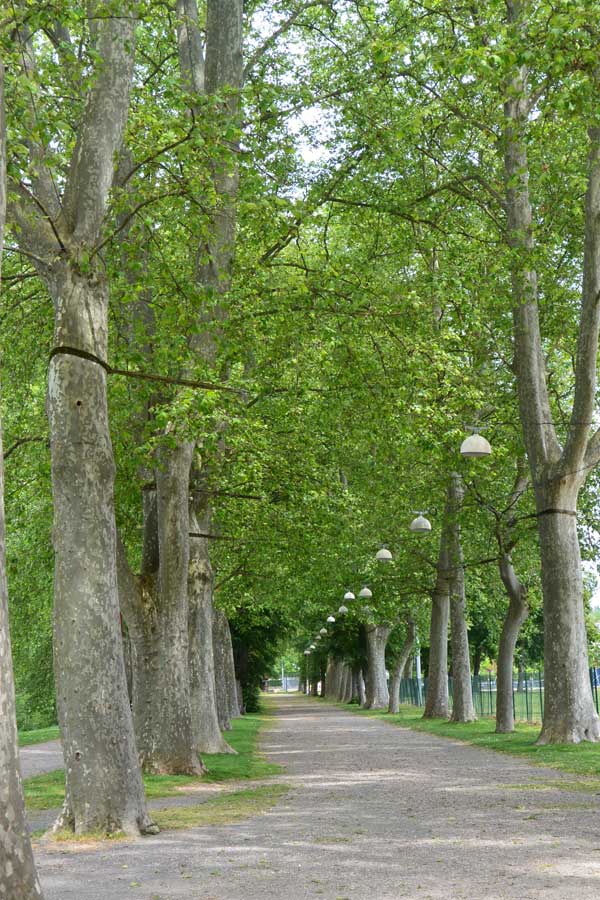 Allée remarquable de platanes entretenus avec une taille douce