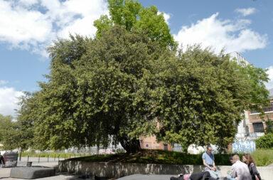 _Chene-vert-Ivry-©vmure_1200